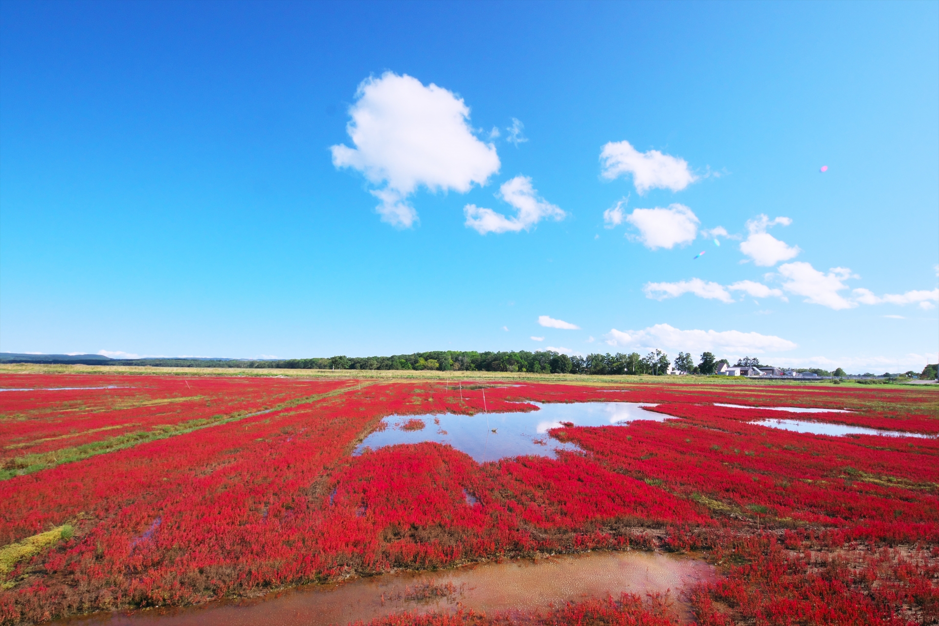 能取湖 サンゴ草群落地