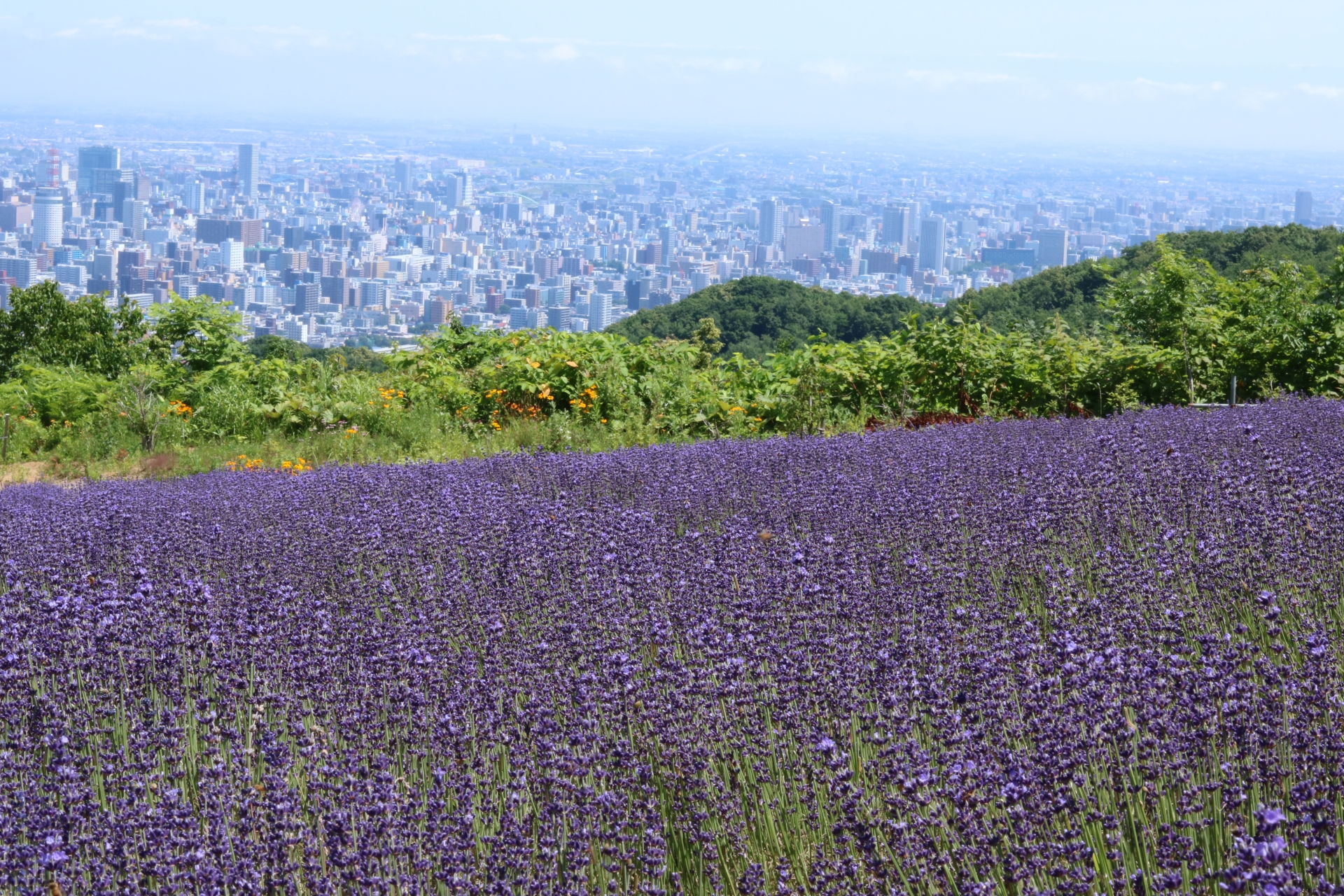 幌見峠ラベンダー園