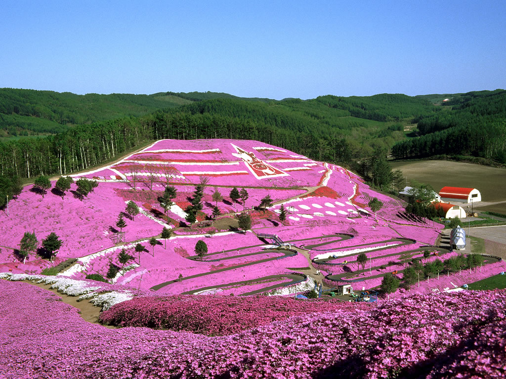 東藻琴芝桜公園